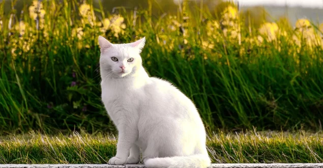 ILWC_Katze_weiß_mit_gras ILWC_Katze_weiß_mit_gras