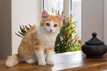 cat-4429821_1280 cat-4429821_1280