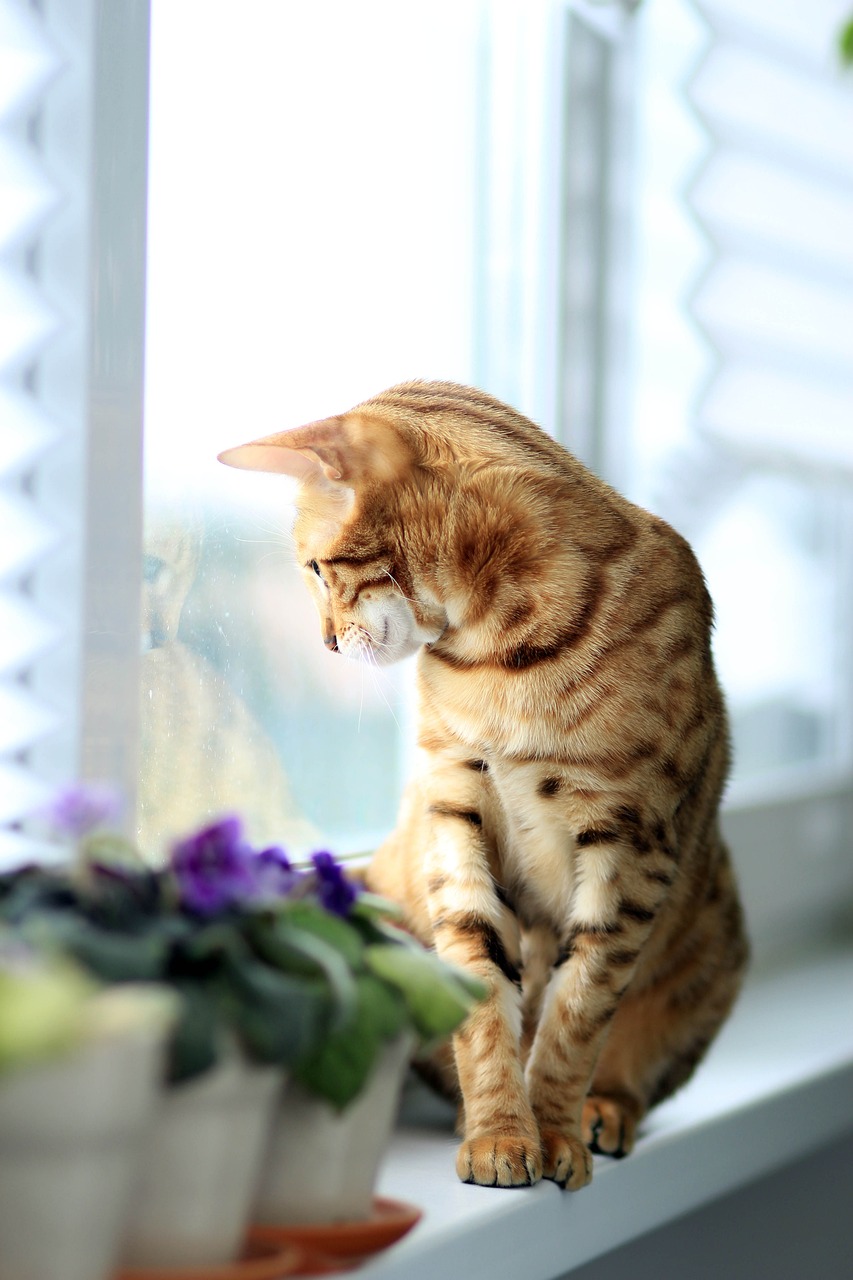 cat-877120_1280