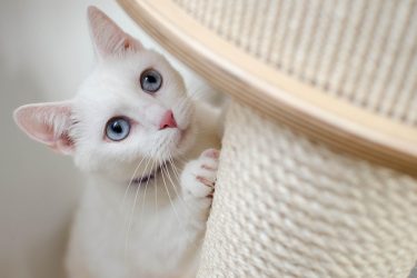kitten-4557097_1280 kitten-4557097_1280