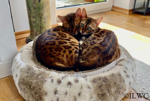 Cassie&Ori_Bettchen