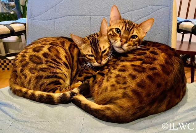 Ori&Cassie_kuscheln auf Stuhl