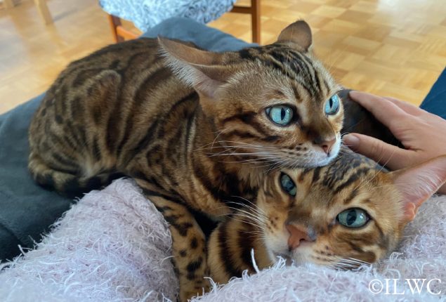 Ori&Cassie_liegen auf mir