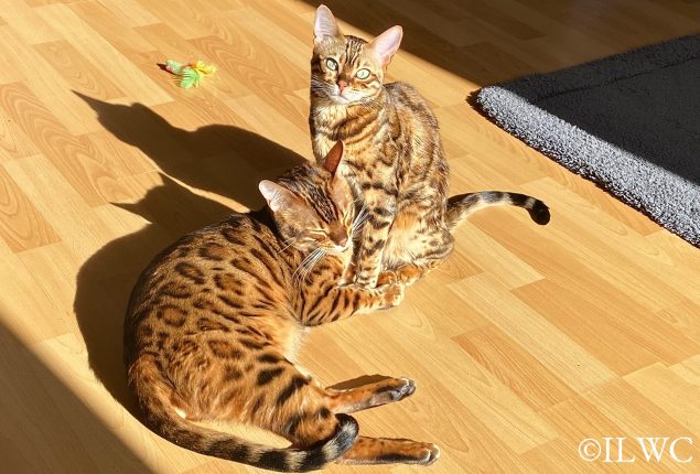 Ori&Cassie_sonnend
